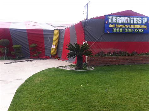 Tent Fumigation – Chem Free