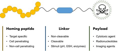 The First Anti-Cancer Peptide Conjugated Drug Has Recently Been Approved - Creative Peptides Blog