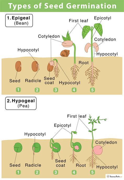 Seed Germination Labeled Diagram