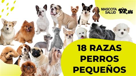 18 Razas de #perros pequeños y sus tamaños | Mascota y Salud - YouTube