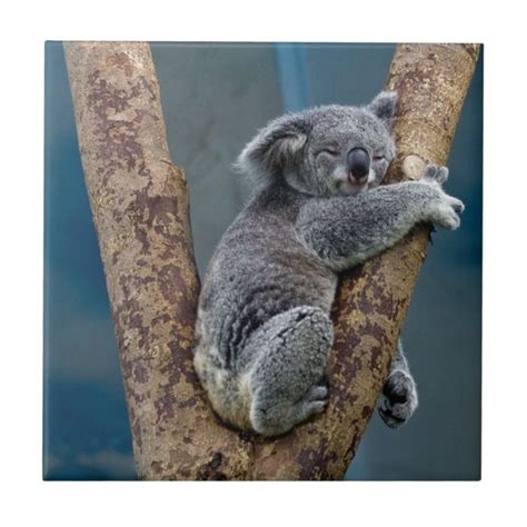 Koala Bear Sleeps Hugging A Tree Ceramic Tile | Zazzle | Koala, Gute nacht, Tiere