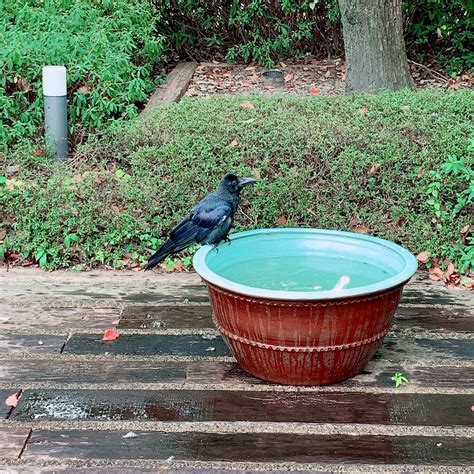 a crow drinks water - Wildlife Archives | Wildlife Archives