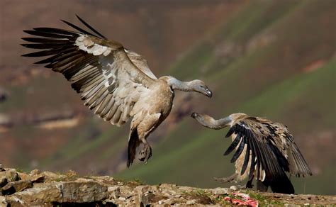 16 of the World's Most Endangered Vulture Species