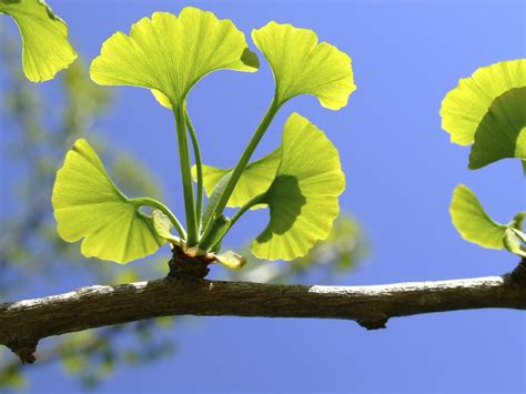 Top 10 Ginkgo Biloba Supplements