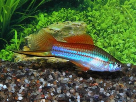 Neon Green Swordtail Available at https://www.aquafood.co.uk/product ...