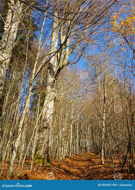 Bavarian Forest stock photo. Image of travel, hike, europe - 202497190