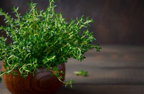 All You Need To Know About Thyme Herb - My Plant Warehouse - Indoor ...