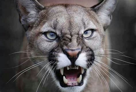 Stranded Man Finds Hungry Mountain Lion – GilaValleyCentral