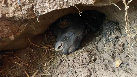 Dog rescued after 60 hours stuck in Leicestershire badger sett - BBC News