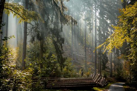 Autumn forest, Germany