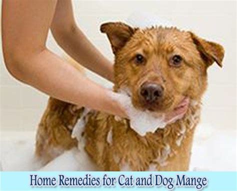 Soapy Water : Home Remedies for Cat and Dog Mange | Dog bath, Pets, How to bathe a dog