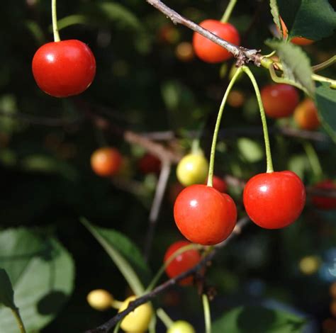 Sour Cherries, a fleeting summer treasure! - Baking Sense