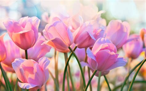 Download wallpapers 4k, pink tulips, bokeh, spring, pink flowers, tulips, spring flowers for ...