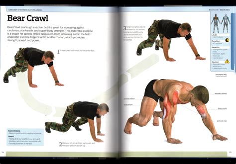 Bear Crawl Workout Benefits | EOUA Blog