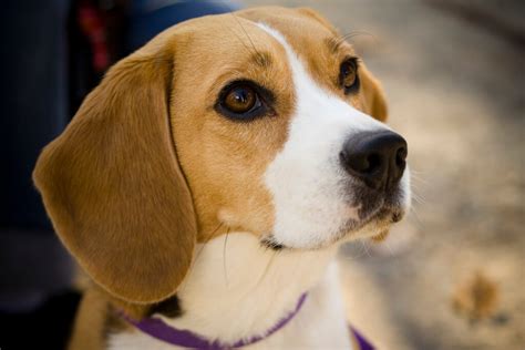 Beagle Dog Breed » Information, Pictures, & More