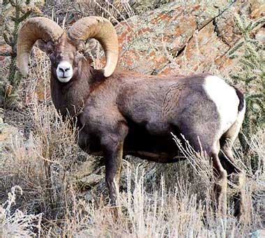 Colorado State Animal | Rocky Mountain Bighorn Sheep