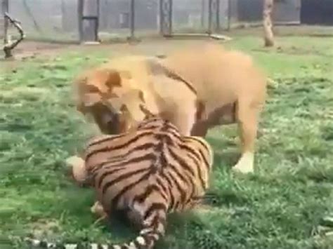 Lion vs tiger fight video | [VIDEO] 'Amazing wild': Lion attacks tiger on neck; guess who wins ...