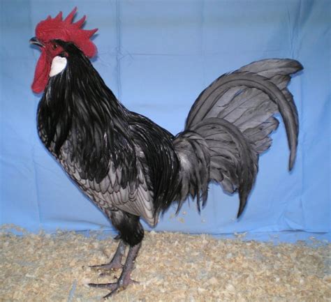 Andalusian - Poultry Hub | Andalusian, Chicken breeds, Fancy chickens