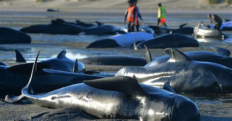 What Are The Causes Of Whale Stranding? ‣ Mundo Azul