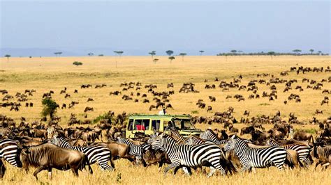 Safari tours to Serengeti National Park in Tanzania — Gorilla Safaris