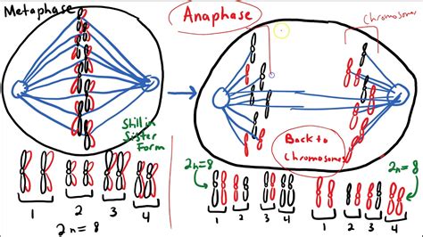 The Mitotic Cell Cycle: A Review - YouTube