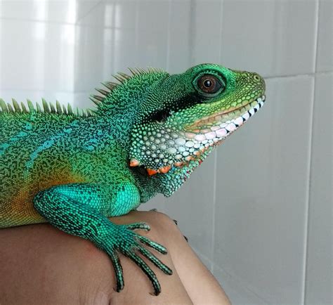 Chinese Water Dragon after his morning swim. :) : r/reptiles