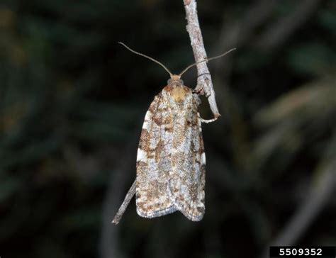 western spruce budworm moth (Choristoneura occidentalis)