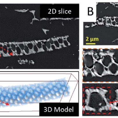 3D insight into the areola chamber of the diatomite structure. (A) SEM... | Download Scientific ...