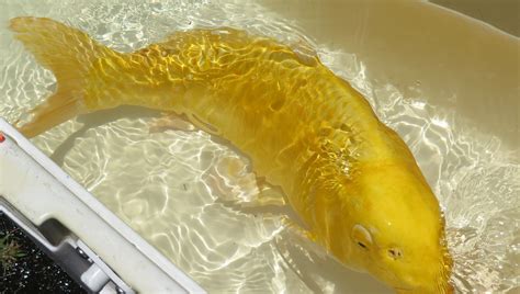 Koi Fish (Yellow) - Oahu Auctions