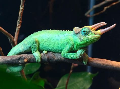 NW England Dwarf Jackson's Chameleons (Chamaeleo jacksonii merumontanus)) - Reptile Forums