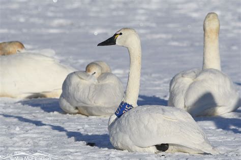 Tracking Tundra Swan U915: A Story of Survival - Mia McPherson's On The Wing Photography