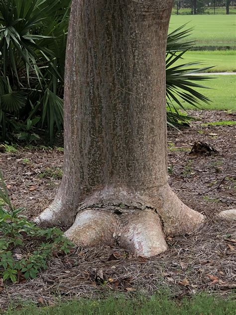 A tree trunk that looks like an elephant leg. : r/mildlyinteresting