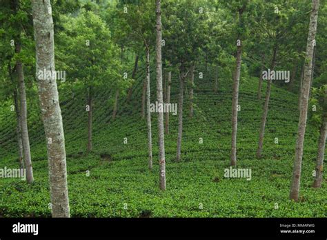 Ceylon tea plantations Stock Photo - Alamy