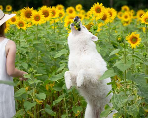 Dogs' Sunflower Photoshoot Turns into Hilarious Experience - :) Healthy ...