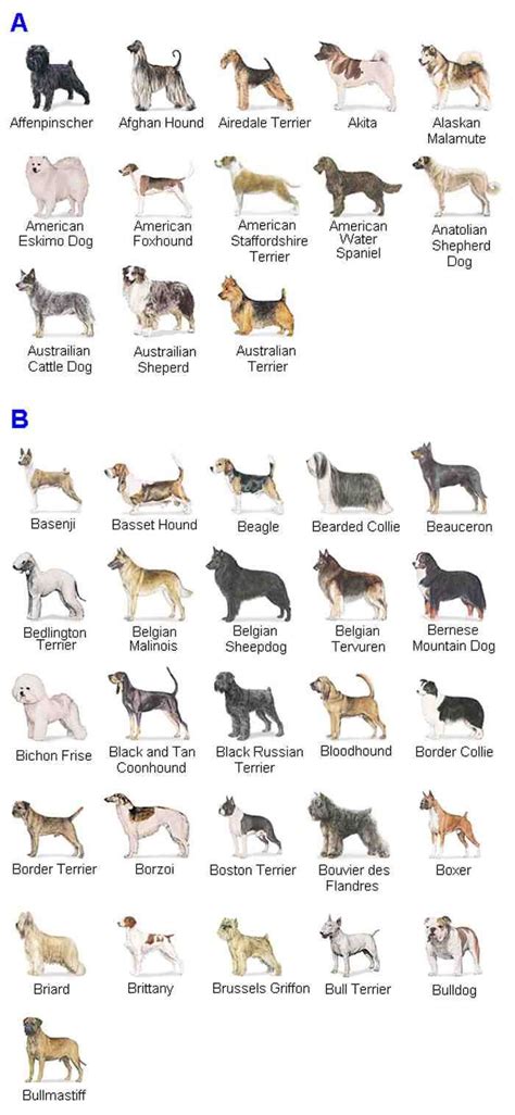 View thousands Amazing Images on Free-stock-illustration.com | Akc dog breeds, Akc breeds, Dog ...