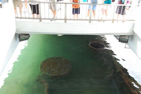 09 Remnants of the ship wreckage below USS Arizona Memorial - Ghumakkar - Inspiring travel ...