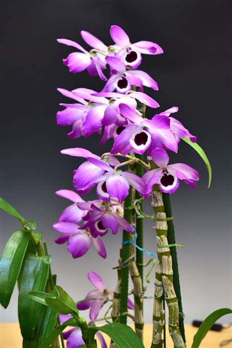 Dendrobium nobile important species from Asia, easy to grow and bloom ...