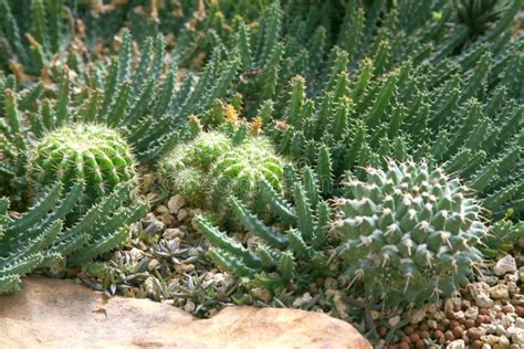 Desert Plants / Plants that Grow in Arid Conditions Stock Image - Image of cactus, plants: 84642437