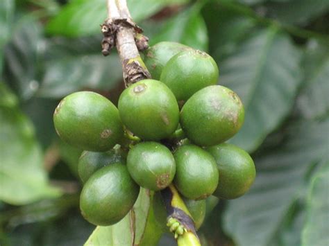 Coffee plantation in Kauai | Jerome Strauss | Flickr