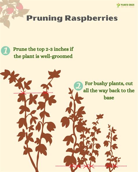 Pruning Raspberries [Complete Guide With Seasons & Methods]