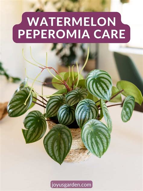 Watermelon Peperomia Care & Growing Tips