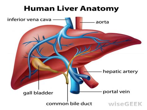 Solved Why is the liver important in how effective a drug | Chegg.com