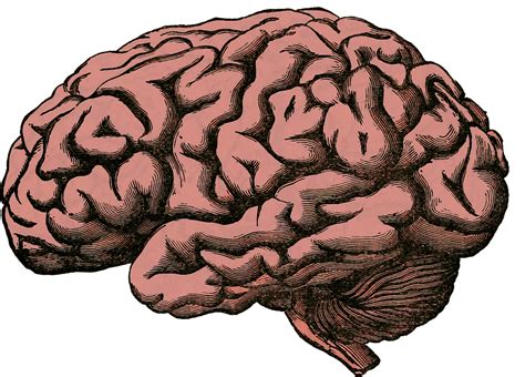 Free illustration: Brain, Anatomy, Human, Science - Free Image on Pixabay - 512758