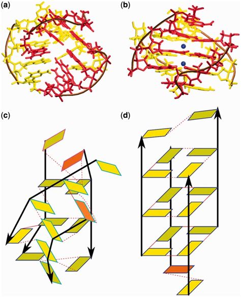 (a) Final structure of the parallel all-anti tetrameric [d(G4)]4 G-DNA ...