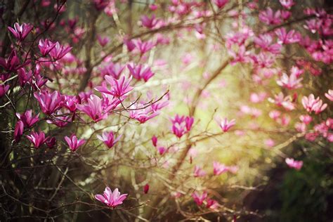 Selective photography of pink magnolia flowers HD wallpaper | Wallpaper ...