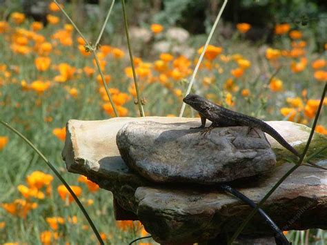 Western Fence Lizard