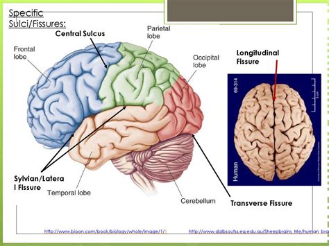 Parietal Lobe: Sulci And Gyri Brain Head And Neck Learn , 57% OFF