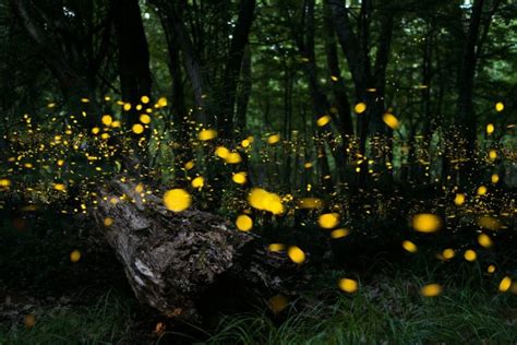 Congaree National Park Fireflies - Synchronized Flashing - Parkcation