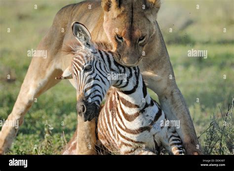 Male Lion Hunting Zebra