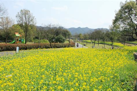 春游风景,春游海报_大山谷图库